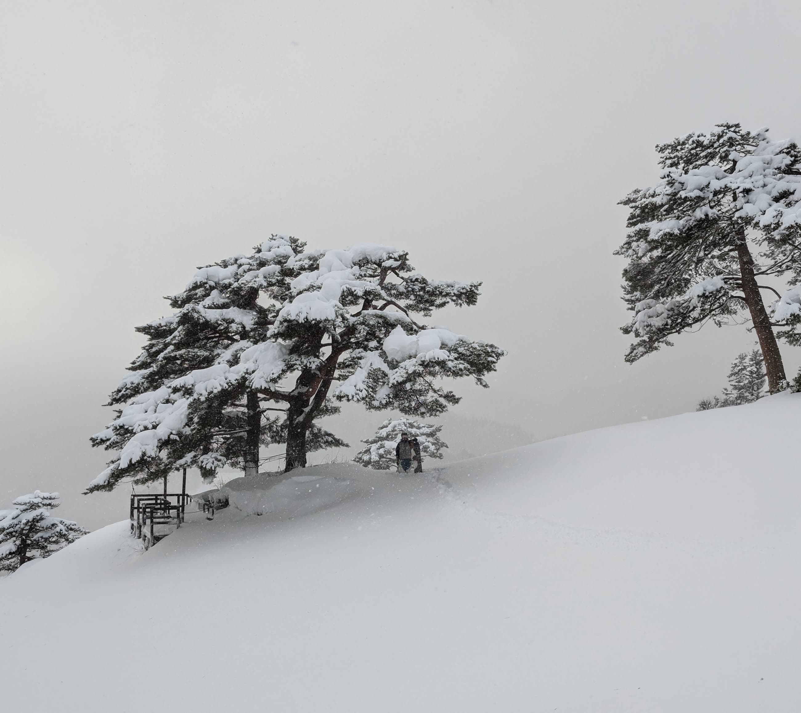 Snow-covered pines in a Madarao whiteout.